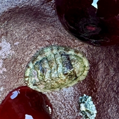 Sypharochiton pelliserpentis at Green Cape, NSW - 21 Jun 2025 10:12 AM