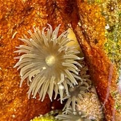 Anthopleura sp. at Green Cape, NSW - 21 Jun 2025 by Hejor1
