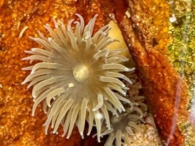 Anthopleura sp. at Green Cape, NSW - 21 Jun 2025 by Hejor1