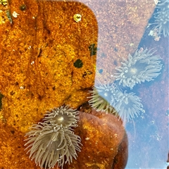 Unverified at suppressed - suppressed