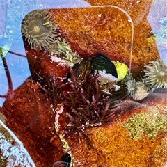 Unverified at suppressed - suppressed