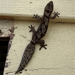 Amalosia robusta (Robust Velvet Gecko) at Cabarlah, QLD - 20 Jun 2025 by ricardo