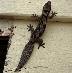 Amalosia robusta (Robust Velvet Gecko) at Cabarlah, QLD - 20 Jun 2025 by ricardo