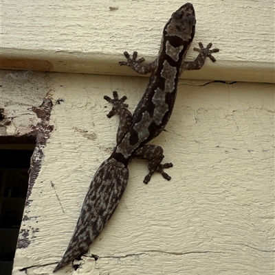 Amalosia robusta (Robust Velvet Gecko) at Cabarlah, QLD - 20 Jun 2025 by ricardo