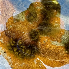 Alga / Cyanobacterium at Green Cape, NSW - 21 Jun 2025 by Hejor1