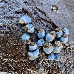 Austrolittorina unifasciata (Blue Australwink) at Green Cape, NSW - 21 Jun 2025 by Hejor1