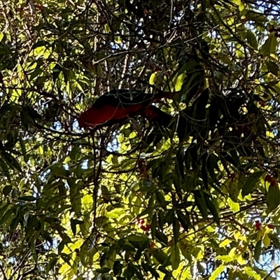 Alisterus scapularis (Australian King-Parrot) at Green Cape, NSW - 21 Jun 2025 by Hejor1