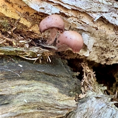 zz agaric (stem; gills not white/cream) at Green Cape, NSW - 21 Jun 2025 by Hejor1