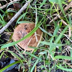 zz agaric (stem; gills not white/cream) at Green Cape, NSW - 21 Jun 2025 by Hejor1