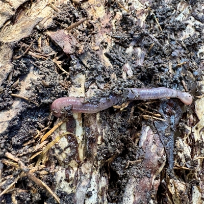 Oligochaeta (class) (Unidentified earthworm) at Green Cape, NSW - 21 Jun 2025 by Hejor1