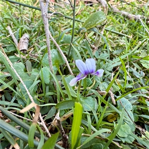 Viola sp. (Violet) at Green Cape, NSW - 21 Jun 2025 by Hejor1