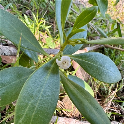 Myoporum boninense subsp. australe at Green Cape, NSW - 21 Jun 2025 by Hejor1