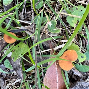 Galerina sp. at Green Cape, NSW - 21 Jun 2025 by Hejor1