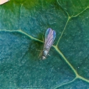 Diptera (order) at Green Cape, NSW - 21 Jun 2025 by Hejor1