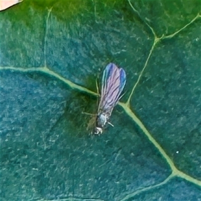Diptera (order) at Green Cape, NSW - 21 Jun 2025 by Hejor1