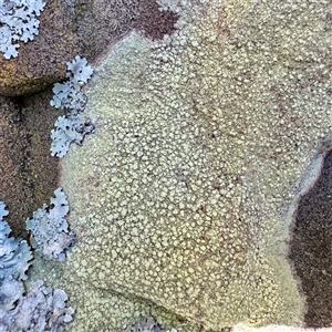 Lecanora flavopallida at Green Cape, NSW - 21 Jun 2025 by Hejor1