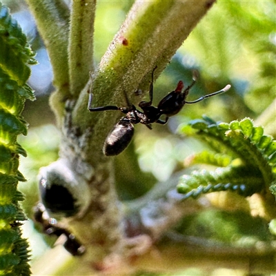 Dolichoderus sp. (genus) at Green Cape, NSW - 21 Jun 2025 by Hejor1