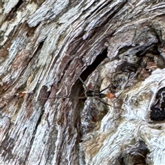 Leptomyrmex sp. (genus) at Green Cape, NSW - 21 Jun 2025 01:31 PM