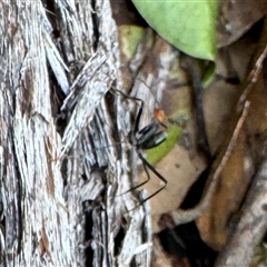 Leptomyrmex sp. (genus) at Green Cape, NSW - 21 Jun 2025 01:31 PM