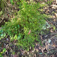 Hibbertia aspera subsp. aspera at Green Cape, NSW - 21 Jun 2025 by Hejor1
