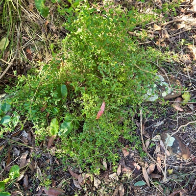 Hibbertia aspera subsp. aspera at Green Cape, NSW - 21 Jun 2025 by Hejor1