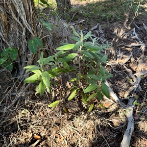 Coronidium elatum subsp. elatum (Tall Everlasting) at Green Cape, NSW - 21 Jun 2025 by Hejor1
