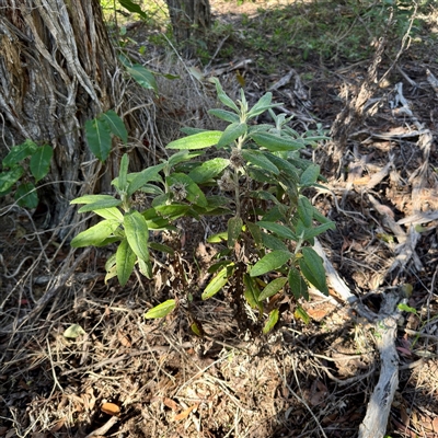 Coronidium elatum subsp. elatum (Tall Everlasting) at Green Cape, NSW - 21 Jun 2025 by Hejor1