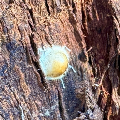 Araneae (order) at Green Cape, NSW - 21 Jun 2025 by Hejor1
