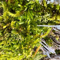 Bryaceae (family) at Green Cape, NSW - 21 Jun 2025 by Hejor1