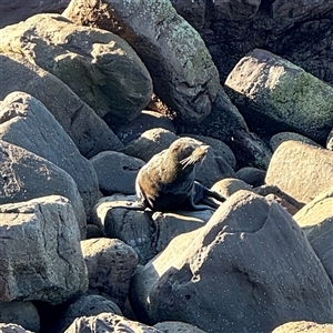 Arctocephalus pusillus doriferus (Australian Fur-seal) at Green Cape, NSW - 21 Jun 2025 by Hejor1