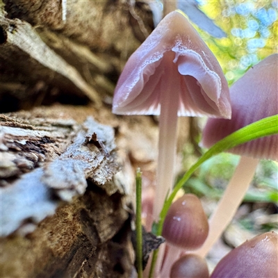 Mycena sp. (genus) (Mycena) at Green Cape, NSW - 21 Jun 2025 by Hejor1