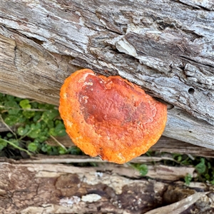 Trametes coccinea (Scarlet Bracket) at Green Cape, NSW - 21 Jun 2025 by Hejor1