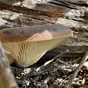 zz Agaric (stemless) at Green Cape, NSW - 21 Jun 2025 by Hejor1