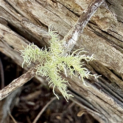 Usnea sp. (genus) (Bearded lichen) at Green Cape, NSW - 21 Jun 2025 by Hejor1