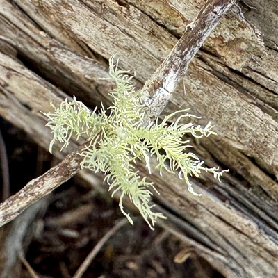 Usnea sp. (genus) (Bearded lichen) at Green Cape, NSW - 21 Jun 2025 by Hejor1