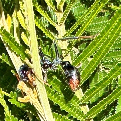 Myrmecia tarsata (Bull ant or Bulldog ant) at Green Cape, NSW - 21 Jun 2025 by Hejor1