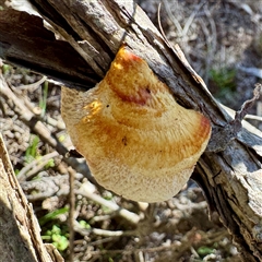 zz Agaric (stemless) at Green Cape, NSW - 21 Jun 2025 by Hejor1