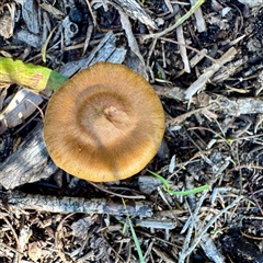 Cortinarius sp. at Green Cape, NSW - 21 Jun 2025 by Hejor1