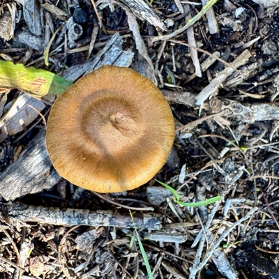Cortinarius sp. at Green Cape, NSW - 21 Jun 2025 by Hejor1