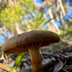 Cortinarius sp. at Green Cape, NSW - 21 Jun 2025 01:49 PM