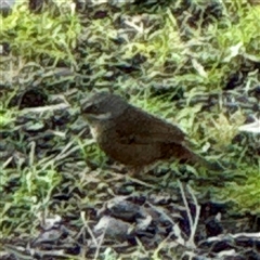 Sericornis frontalis (White-browed Scrubwren) at Green Cape, NSW - 21 Jun 2025 by Hejor1