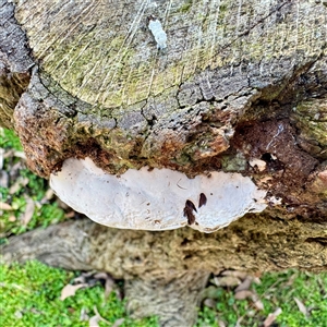 zz Polypore (shelf/hoof-like) at Green Cape, NSW - Yesterday by Hejor1