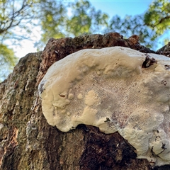 zz Polypore (shelf/hoof-like) at Green Cape, NSW - 21 Jun 2025 01:14 PM