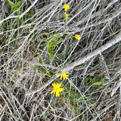 Senecio (genus) at Green Cape, NSW - 21 Jun 2025 by Hejor1