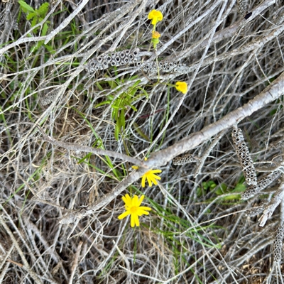 Senecio (genus) at Green Cape, NSW - 21 Jun 2025 by Hejor1