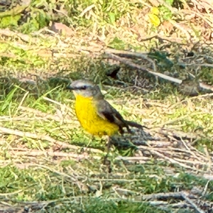 Eopsaltria australis (Eastern Yellow Robin) at Green Cape, NSW - Yesterday by Hejor1