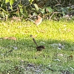 Malurus cyaneus at Green Cape, NSW - 21 Jun 2025 02:23 PM
