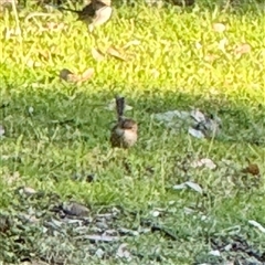 Malurus cyaneus at Green Cape, NSW - 21 Jun 2025 02:23 PM