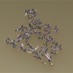 Hypogastrura sp. (genus) at Throsby, ACT - 18 Jun 2025 11:29 AM