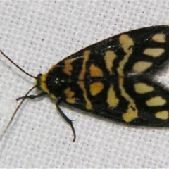 Asura semivitrea (Lithosiini) at Bloomsbury, QLD - 19 Oct 2008 by PJH123